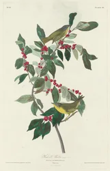 Parula di Nashville