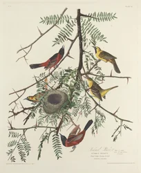 Oriolo del frutteto, 1828