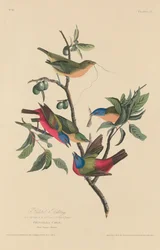 Passero dipinto