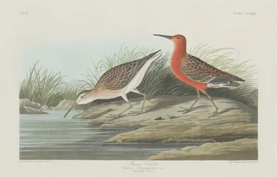 Piviere pigmeo, 1835