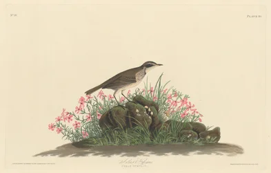 Prateria Titlark