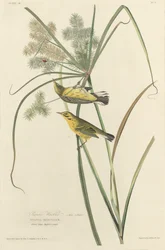 Parula delle praterie