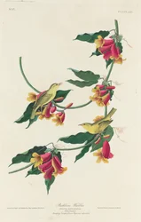 Rathbone Warbler, 1829