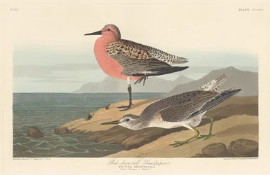 Piro-piro dal Petto Rosso