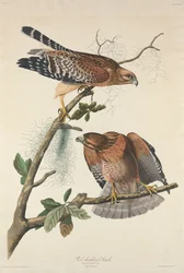 Falco spalle rosse, 1829
