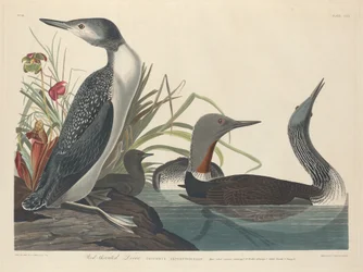 Strolaga dal collo rosso, 1834