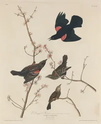 Storno dalle ali rosse, 1829