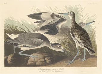 Piro-palmato o Willet
