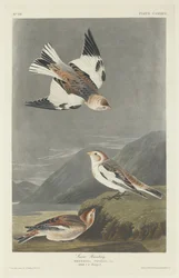 Zigolo delle nevi