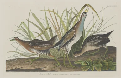 Sora o Rail, 1834