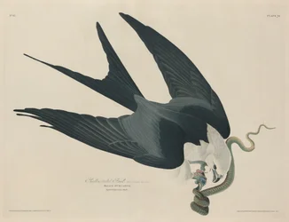 Nibbio codadirondine, 1829.