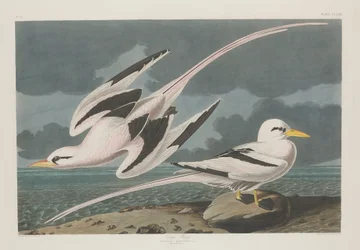 Uccello tropicale, 1835
