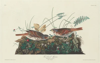 Passero bicolore