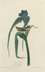 Vireo di Vigors, 1828