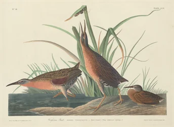 Rallo della Virginia, 1834