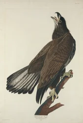 Aquila dalla testa bianca