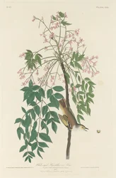 Pigliamosche dagli Occhi Bianchi