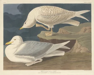 Gabbiano argentato dalle ali bianche, 1835