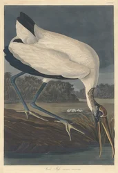 Ibis del legno, 1834