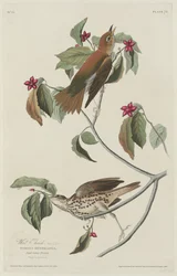Tordo dei boschi, 1829
