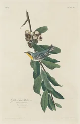 Parula dalla gola gialla