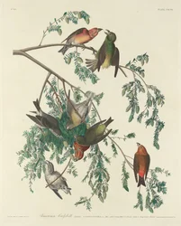 Crociere americana