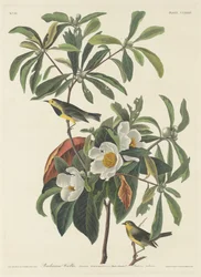 Parula di Bachman