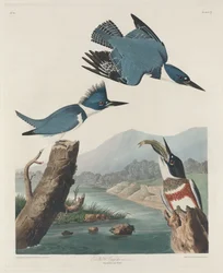 Martin Pescatore Cinturato