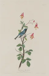 Parula blu dalla gola nera