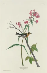Parula di Blackburn