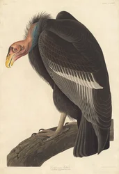 Avvoltoio californiano
