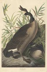 Oca del Canada