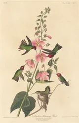 Colibrì colombiano