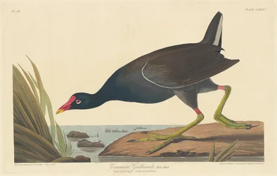 Gallinella comune