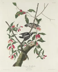 Picchio villoso