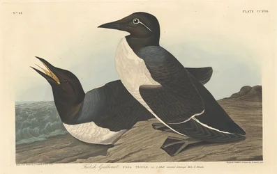 Guillemot sciocco