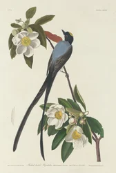 Tiranide coda biforcuta