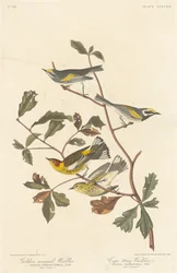 Parula dalle ali dorate e Parula di Cape May