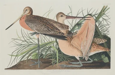 Grande Marbled Godwit