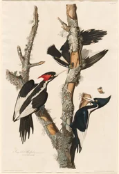 Picchio dal Becco Avorio