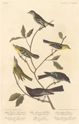 Piccolo tiranno pigliamosche, Pigliamosche a testa piccola, Warbler di montagna blu, Vireo di Bartram, Pewee a gambe corte e Pigliamosche delle Montagne Rocciose