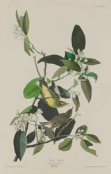 Parula delle palme