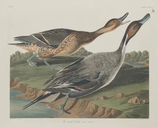 Codone comune