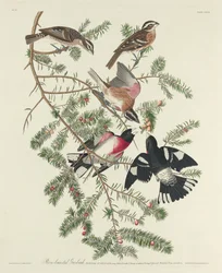 Cardinale dal Petto Rosa