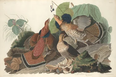 Gallo cedrone