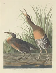 Gallinella di palude d