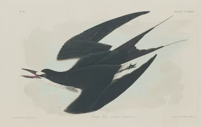 Sterna fuligginosa