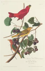 Uccello Rosso Estivo