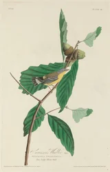 La Parula di Swainson
