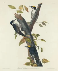 Picchio tridattilo